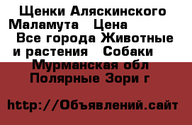 Щенки Аляскинского Маламута › Цена ­ 10 000 - Все города Животные и растения » Собаки   . Мурманская обл.,Полярные Зори г.